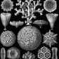 Mycetozoa–Pilztiere II by Ernst Haeckel