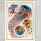 Ernest Haeckel Medusa