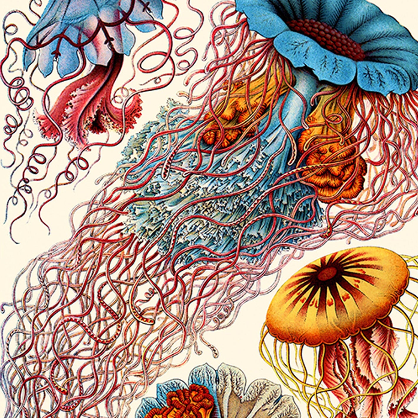 Ernest Haeckel Medusa