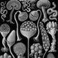 Mycetozoa–Pilztiere II by Ernst Haeckel