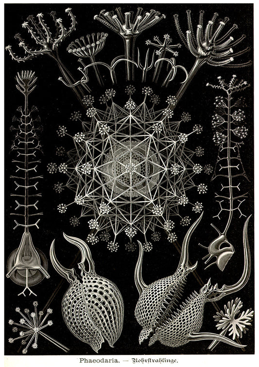 Phaeodaria by Ernest Haeckel