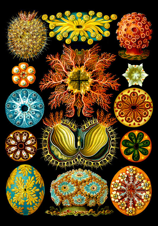 Colourful Corals Embryology by Ernst Haeckel