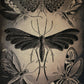 Moths by Ernst Haeckel