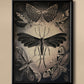 Moths by Ernst Haeckel