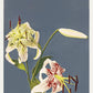 Lilies Collotype by Kazumasa Ogawa