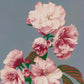 Cherry Blossom Exhibition Poster, Ogawa Kazumasa