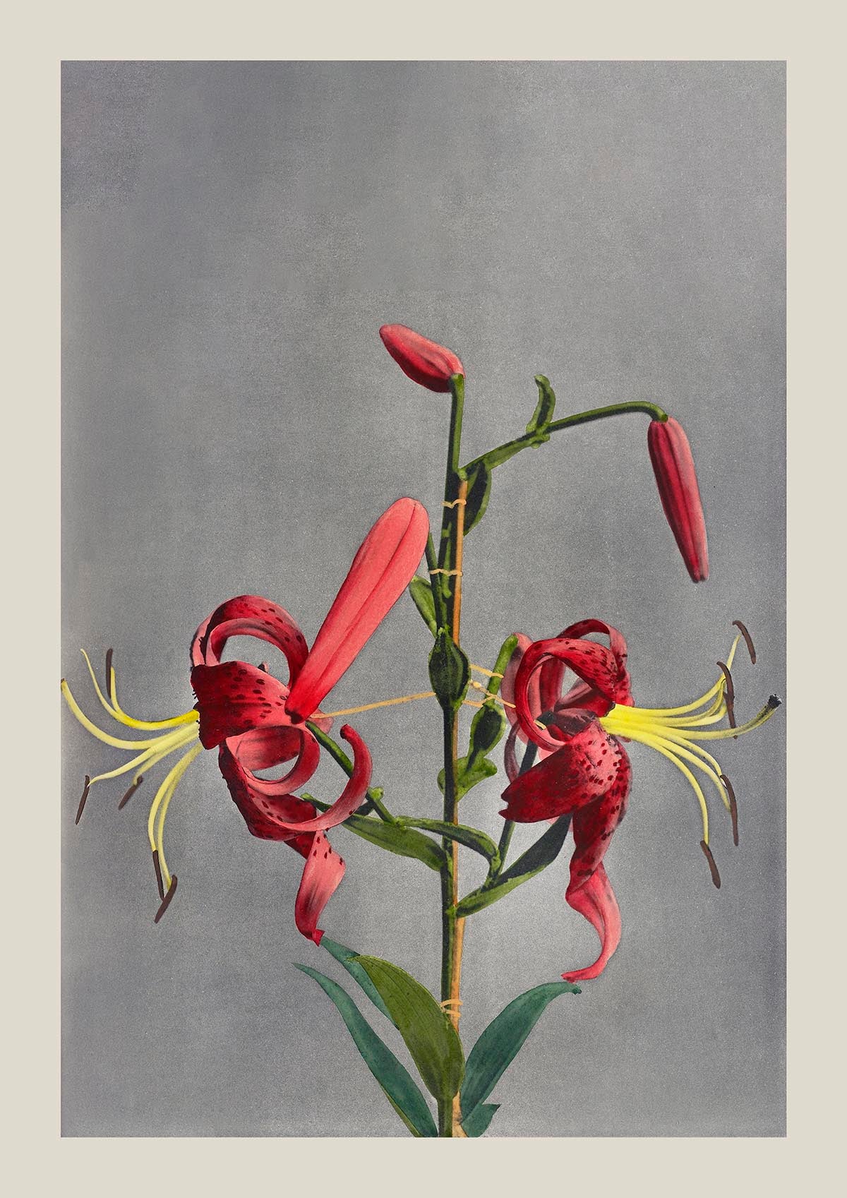 Red Lily by Ogawa Kazumasa
