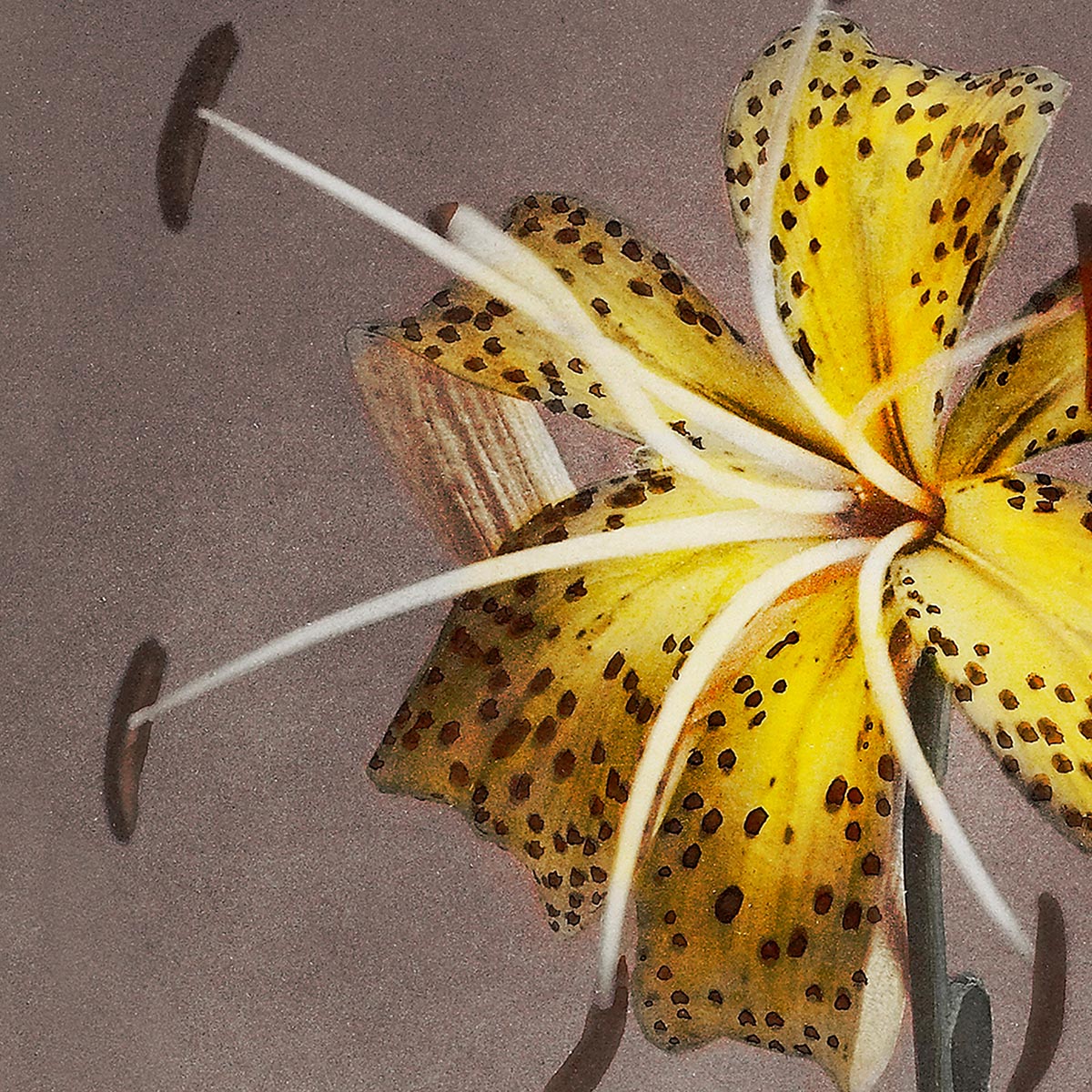 Yellow Lily by Ogawa Kazumasa