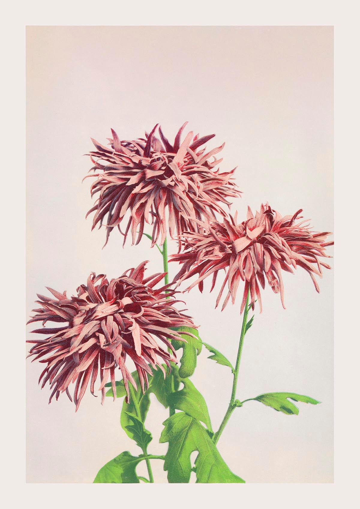 Three Pink Chrysanthemum by Ogawa Kazumasa