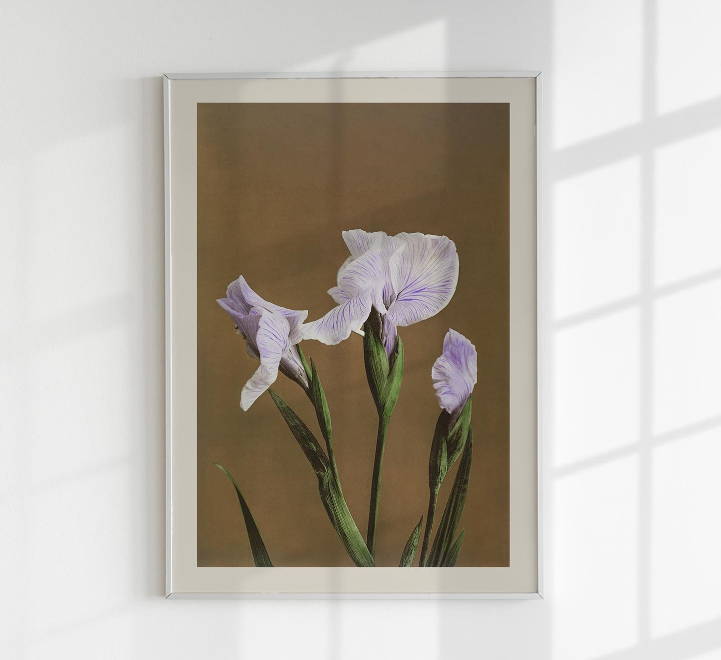 Three Iris Kæmpferi by Ogawa Kazumasa