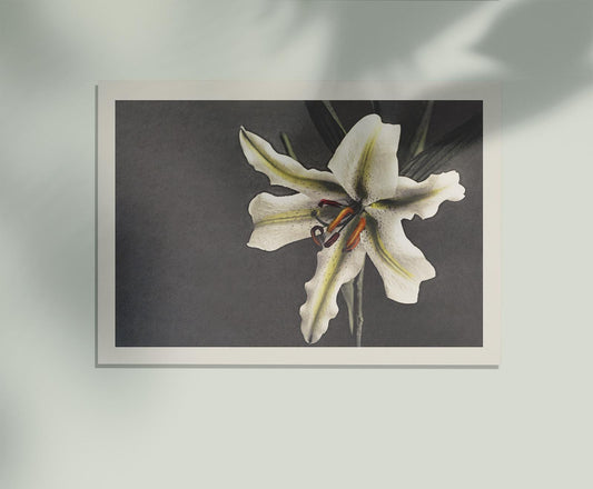 White Lily in the Dark by Ogawa Kazumasa
