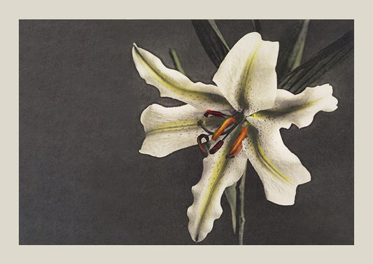 White Lily in the Dark by Ogawa Kazumasa