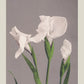 Three White Irises by Ogawa Kazumasa