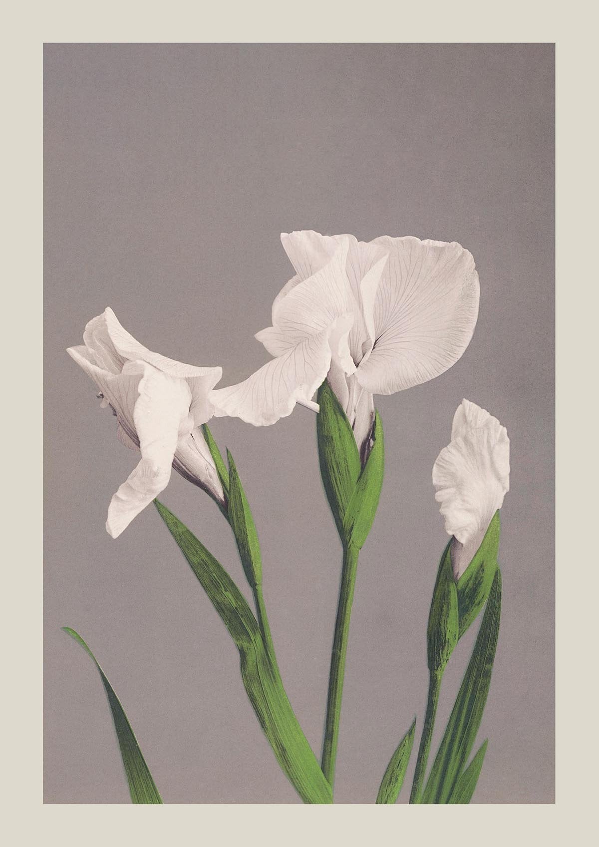 Three White Irises by Ogawa Kazumasa
