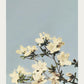 Japanese Azaleas by Ogawa Kazumasa