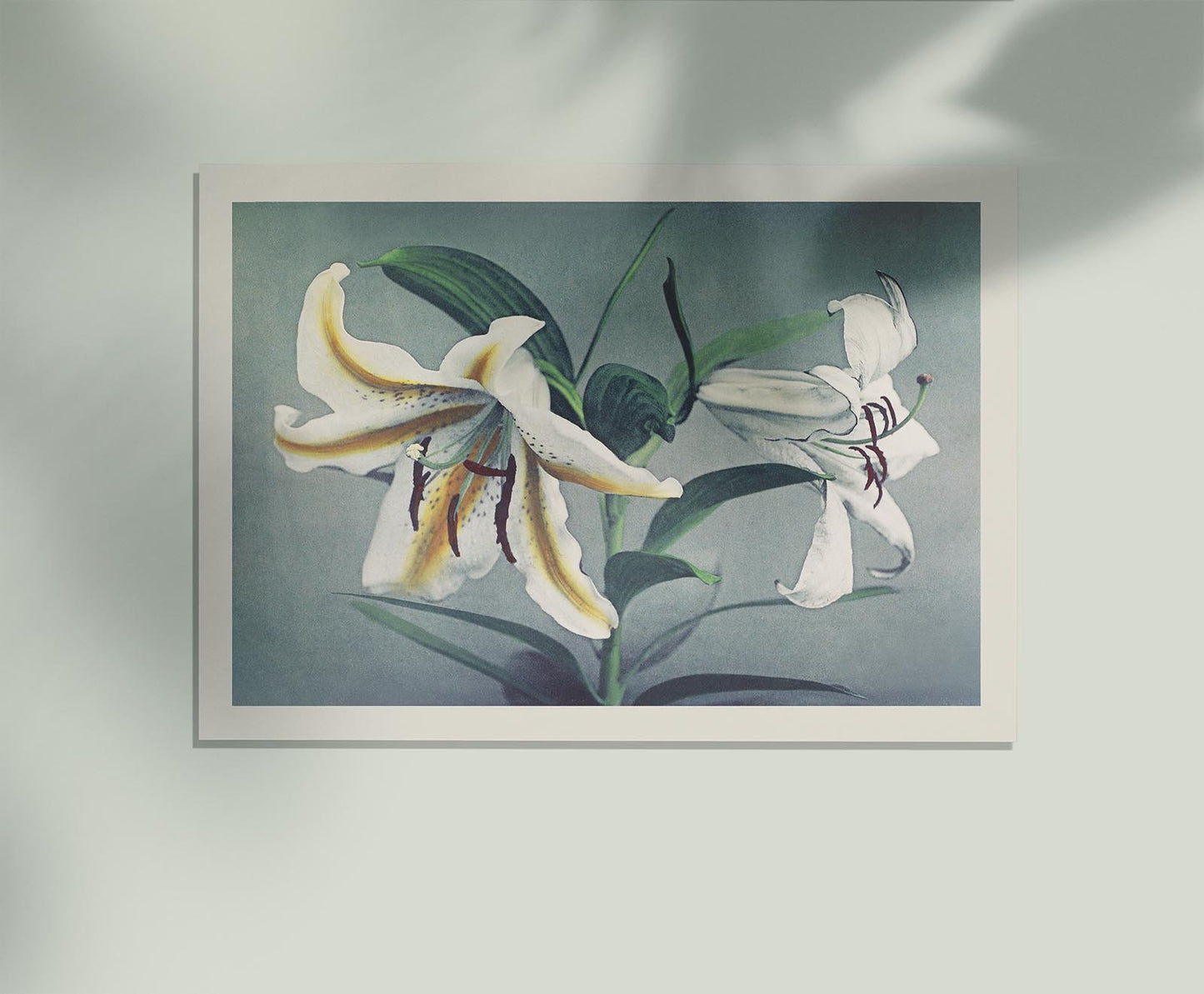 White Lily by Ogawa Kazumasa