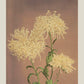 Three Yellow Chrysanthemum by Ogawa Kazumasa