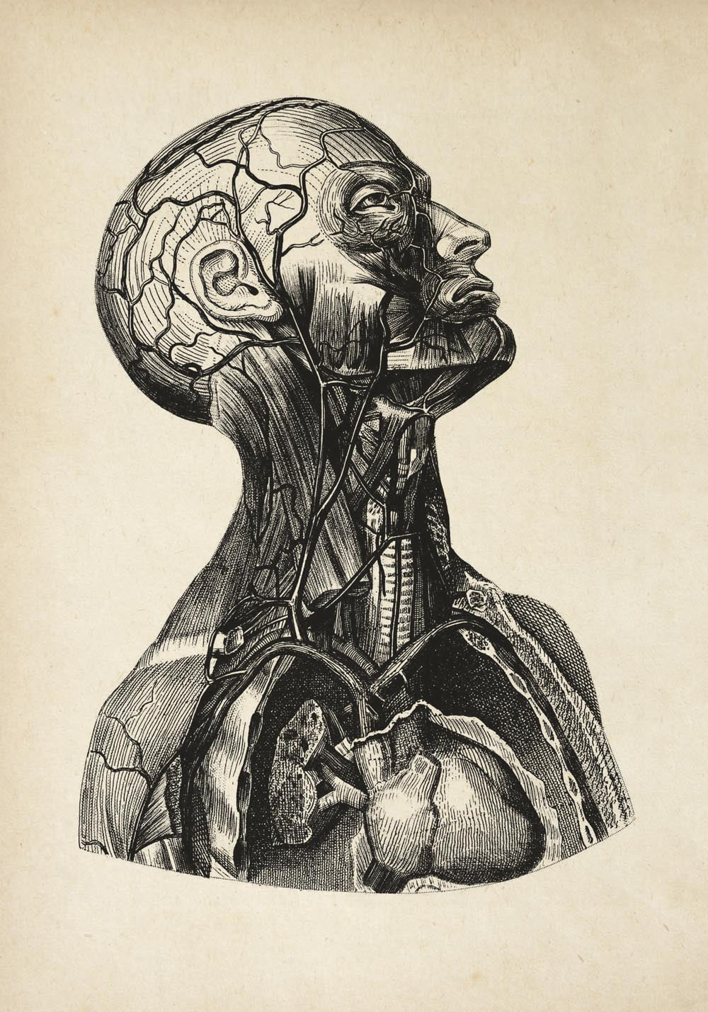 Vintage Anatomy Posters "Head" Set of 3 Prints