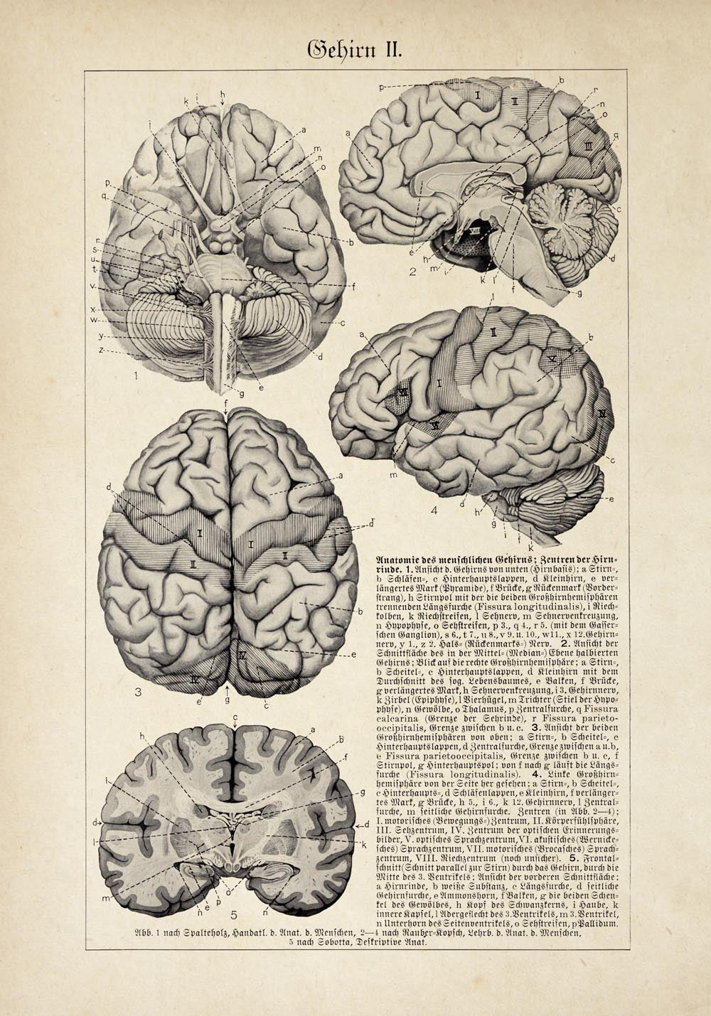Vintage Anatomy Poster "BRAINY" Set of 2 Prints