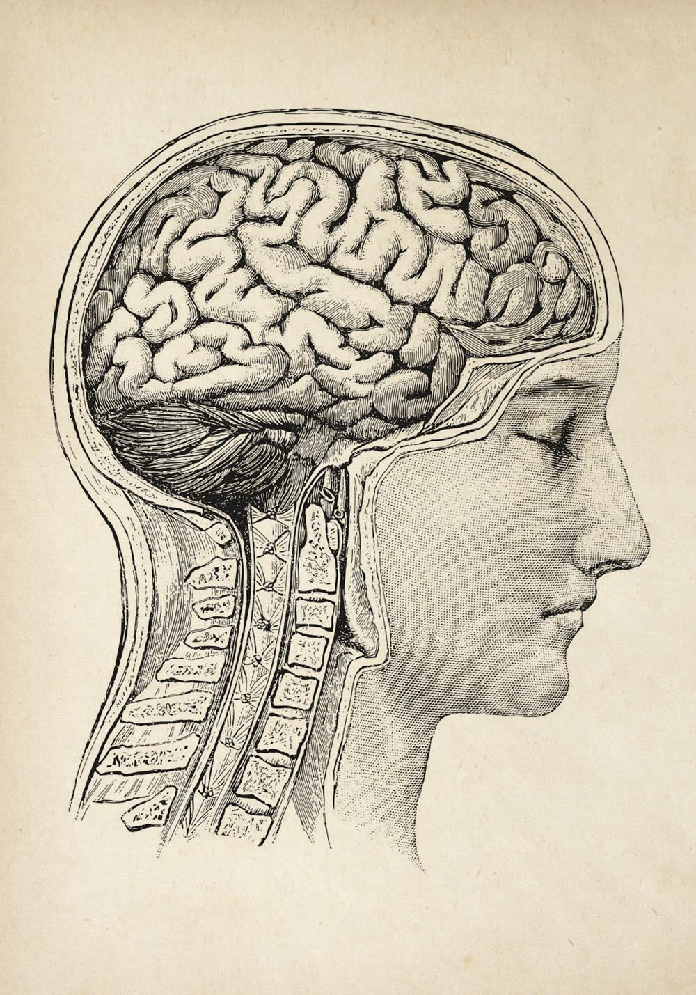 Vintage Anatomy Posters "Head" Set of 3 Prints
