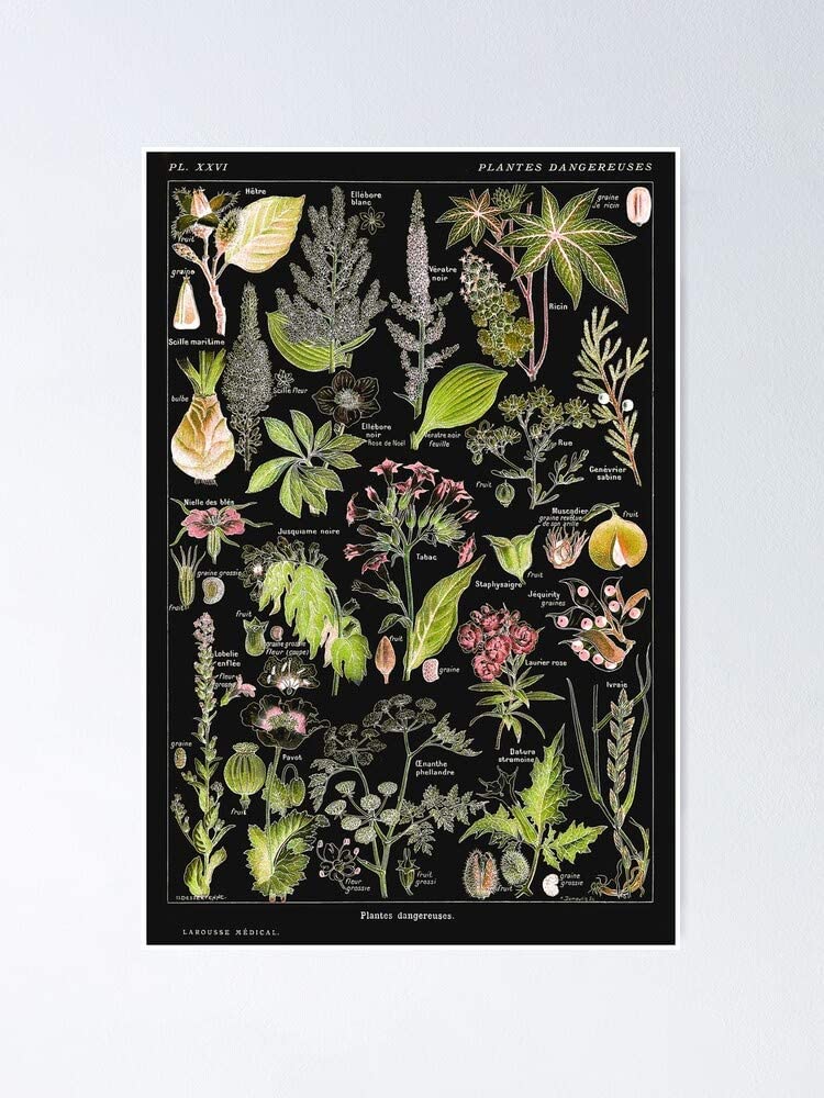 Dangerous Plants A (Plantes Dangereuses A) by Adolphe Millot