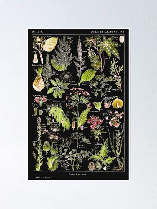 Adolphe Millot - Légumes pour tous - French vintage poster