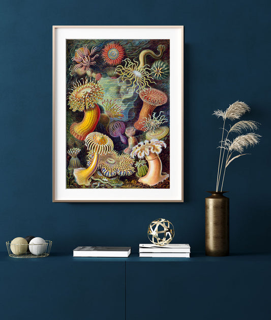 Ernst Haeckel Wall Art - Anemones by Ernst Haeckel Poster