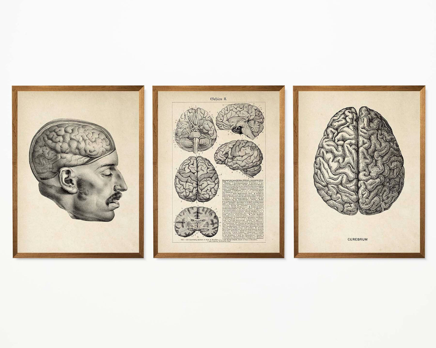 Vintage Anatomy Posters "BRAINY" Set of 3 Prints