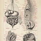 Vintage Anatomy Posters "CIRCULATION" Set of 3 Prints