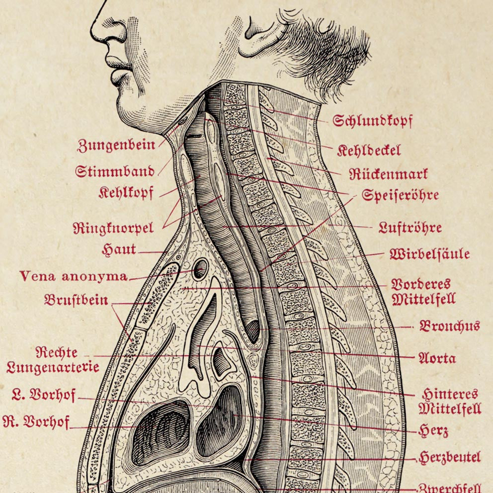 Vintage Anatomy Posters "CIRCULATION" Set of 3 Prints