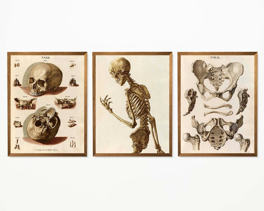 Vintage Anatomy Posters "SKELETON" Set of 3 Prints