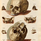 Vintage Anatomy Posters "SKELETON" Set of 3 Prints