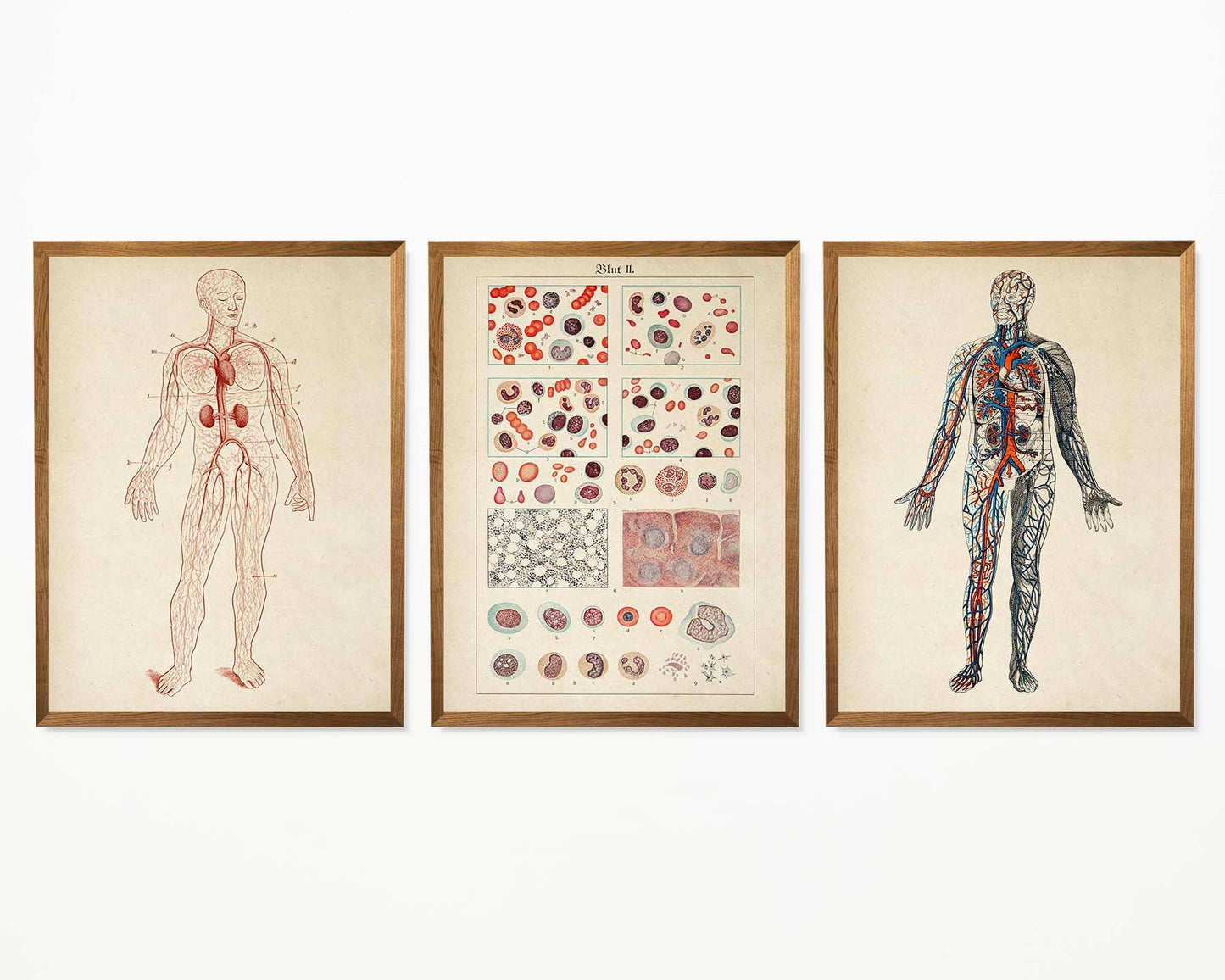 Vintage Anatomy Posters "BLOOD" Set of 3 Prints