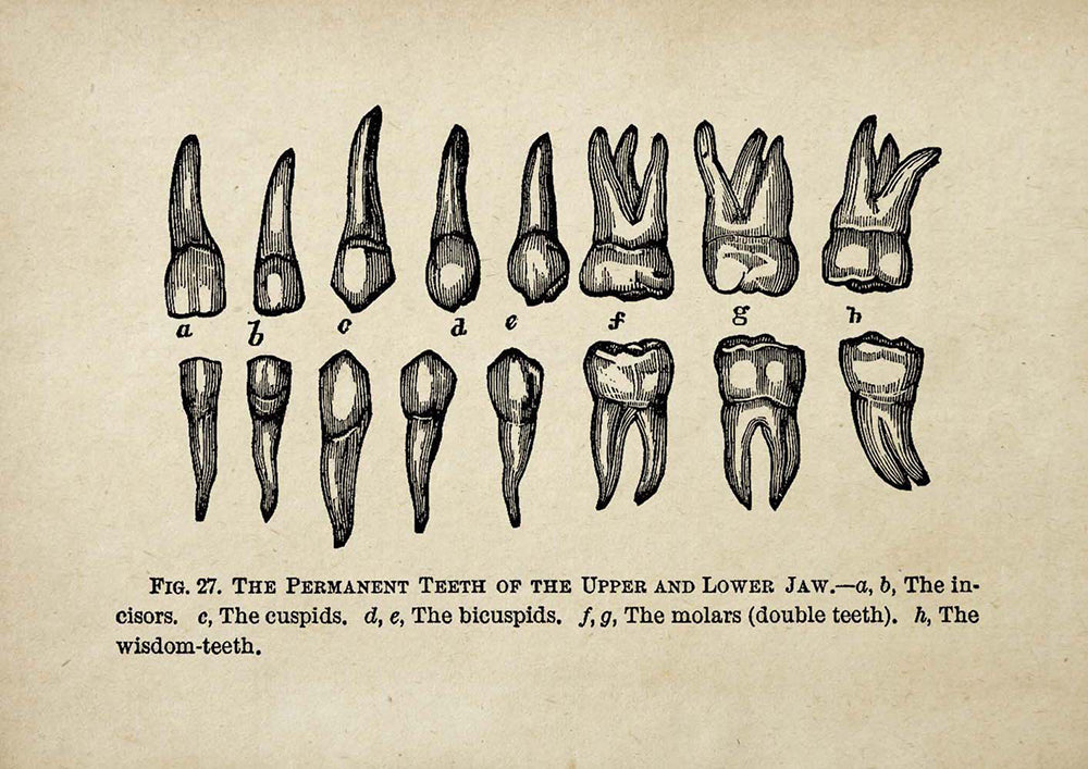 The Dentist Vintage Set of 2 Prints