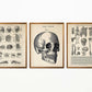 Vintage Anatomy Posters "SKULL" Set of 3 Prints