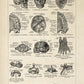 Vintage Anatomy Posters "SKULL" Set of 3 Prints