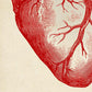 HEART & BRAIN Anatomy Art Set of 2 Prints