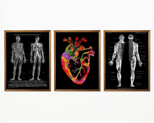 Vintage Anatomy Posters "REVERSED II" Set of 3 Posters