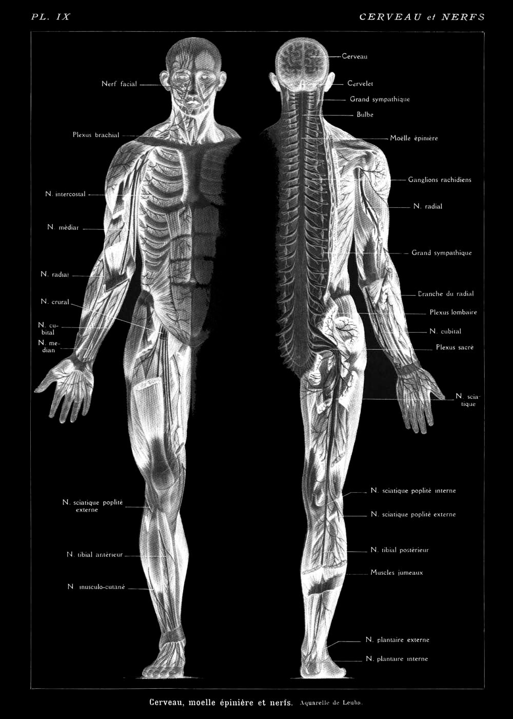 Vintage Anatomy Posters "REVERSED II" Set of 3 Posters