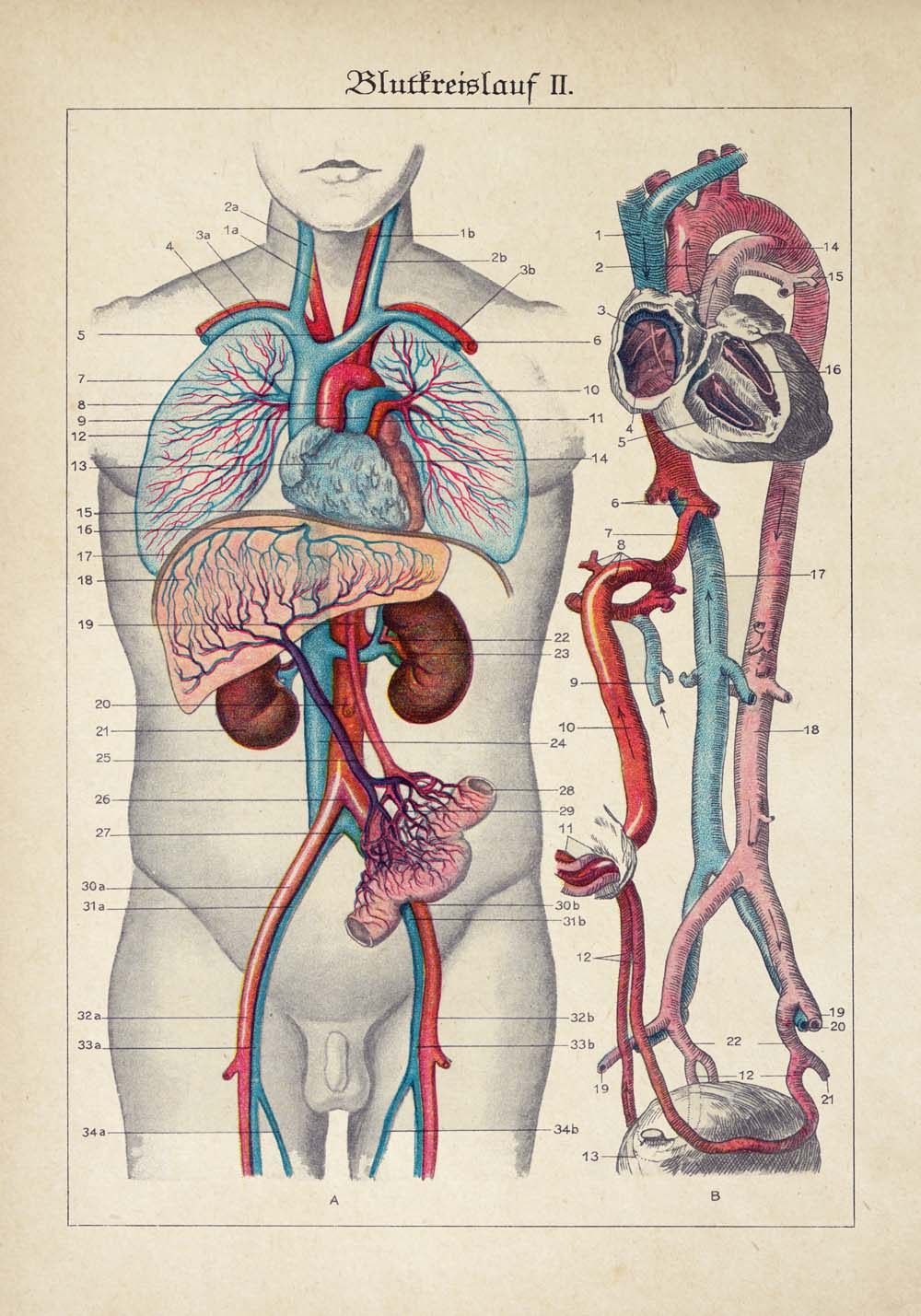 Vintage Anatomy Posters "EYE FULL" Set of 3 Posters