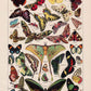 Vintage Butterfly Posters "PAPILLONS" Set of 3 Prints