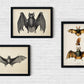 The BAT Set of 3 Poster