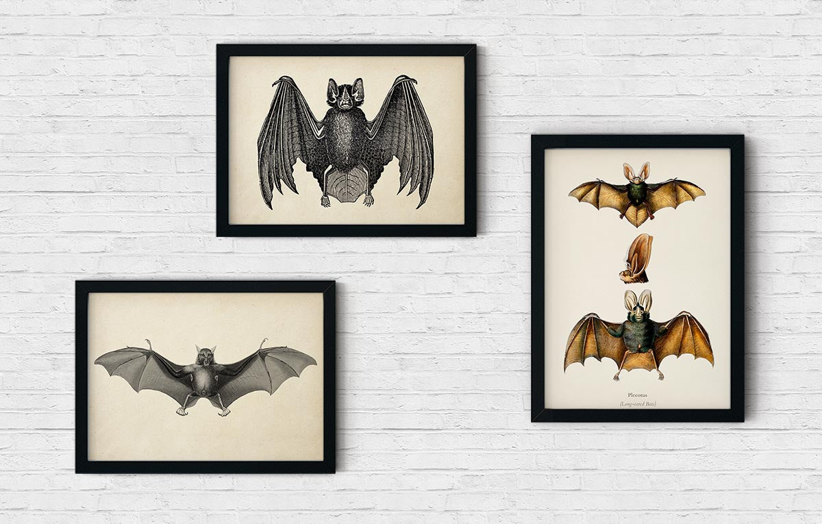 The BAT Set of 3 Poster