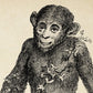 Vintage Apes lllustrations Set of 3 Prints