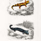 Vintage llustrations of Frogs Amphibians Set of 3 Prints