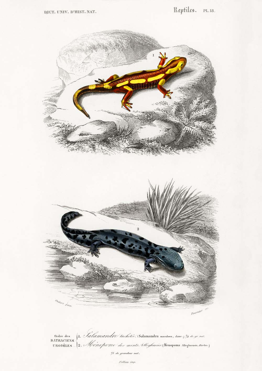 Vintage llustrations of Frogs Amphibians Set of 3 Prints