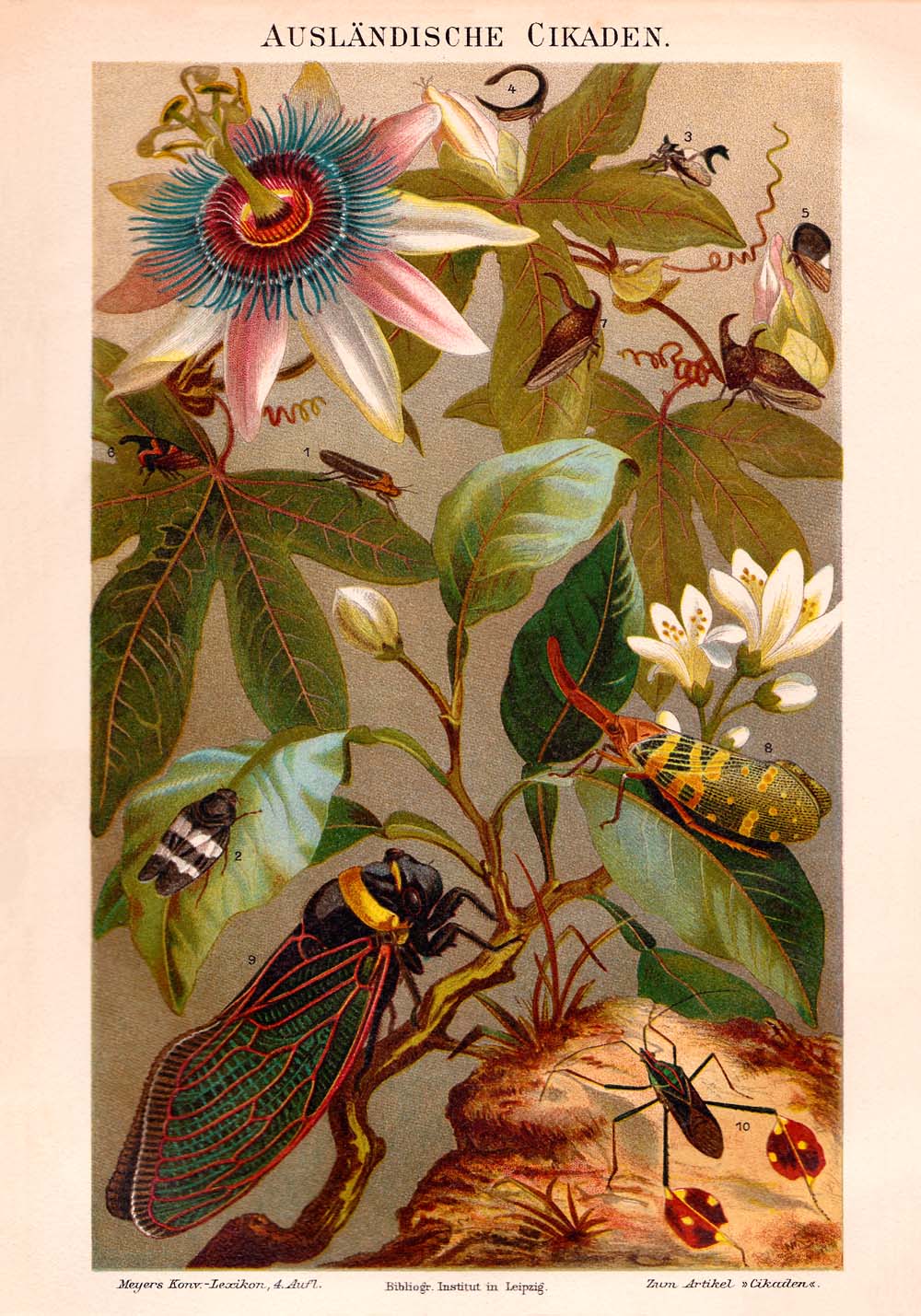 Vintage Insects Illustrations Set of 3 Prints