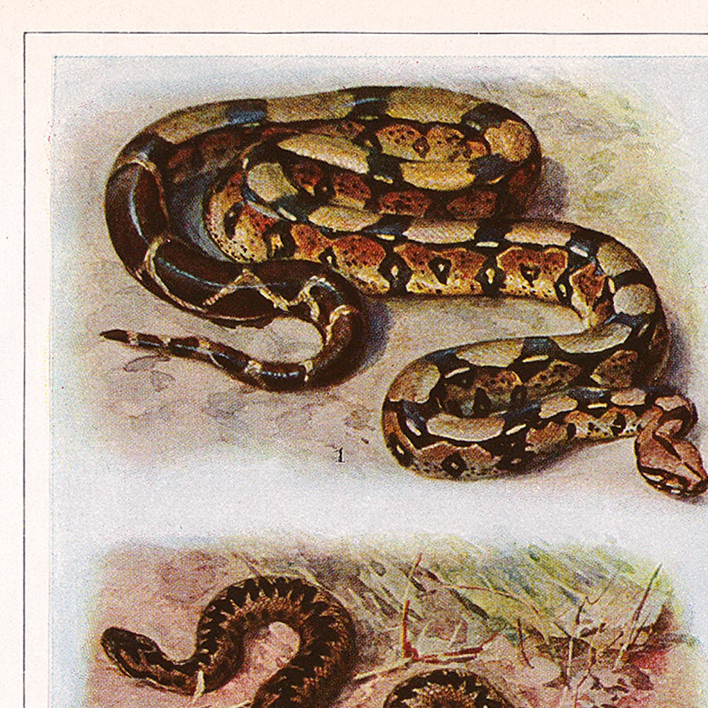 Vintage Snakes Illustrations Set of 3 Prints