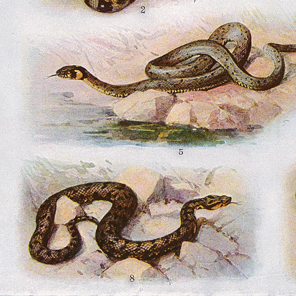 Vintage Snakes Illustrations Set of 3 Prints
