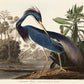Flamingo and Louisiana Heron Birds Set of 2 Prints